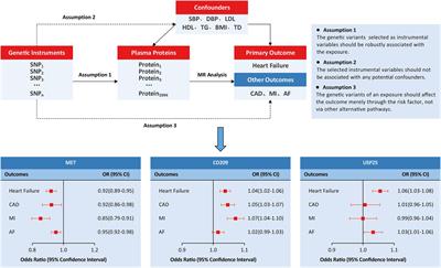 Estimating the causal effects of genetically predicted plasma proteome on heart failure